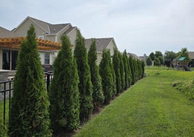 Landscaping privacy screen project