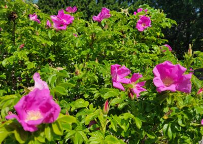 Pink flowers in Oak Creek landscape design project