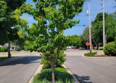 Commercial landscape project in Oak Creek